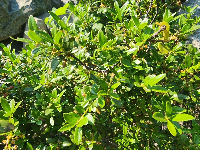 Paxistima myrsinites subsp. myrsinites photo 7