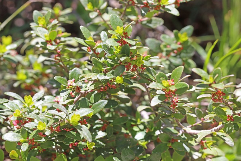 Paxistima myrsinites subsp. myrsinites photo 8