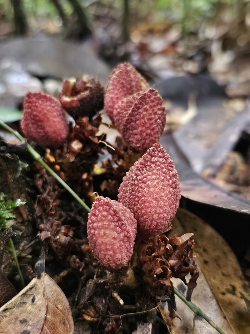 Paypayrola bordenavei
