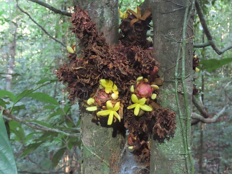 Paypayrola bordenavei photo 2