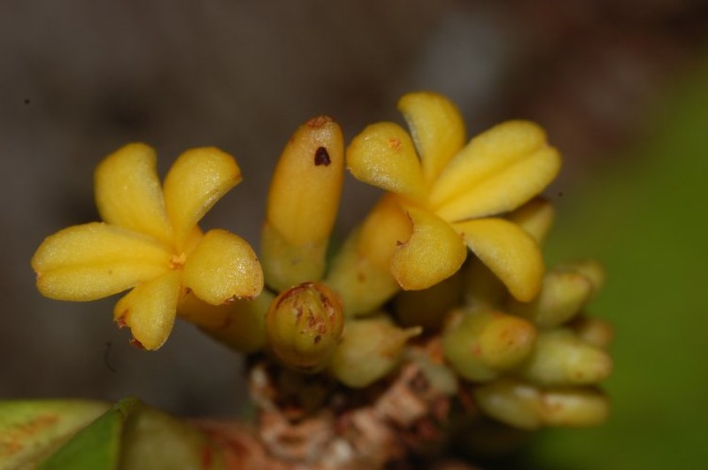 Paypayrola panamensis