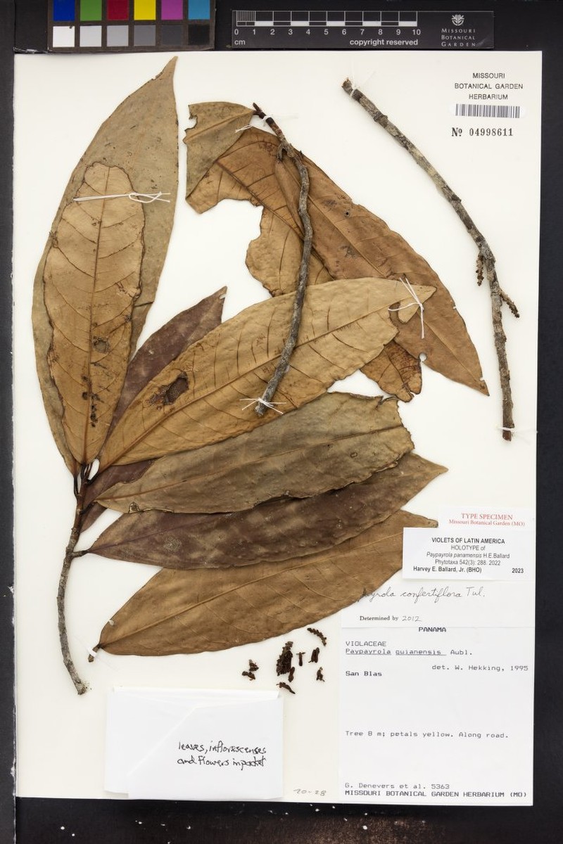 Paypayrola panamensis photo 2