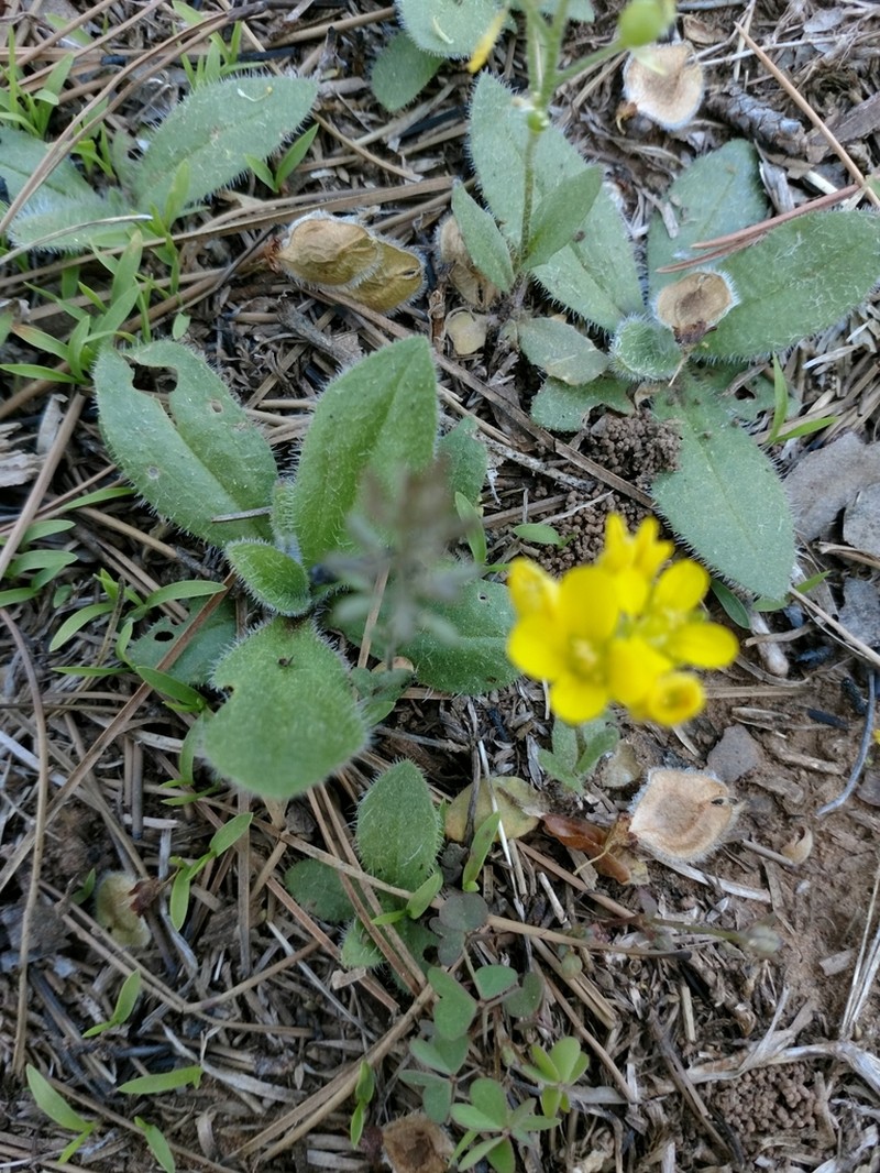 Earleaf Bladderpod