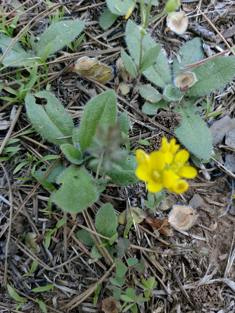 Earleaf Bladderpod photo 2