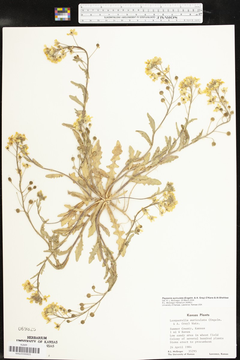Earleaf Bladderpod photo 3