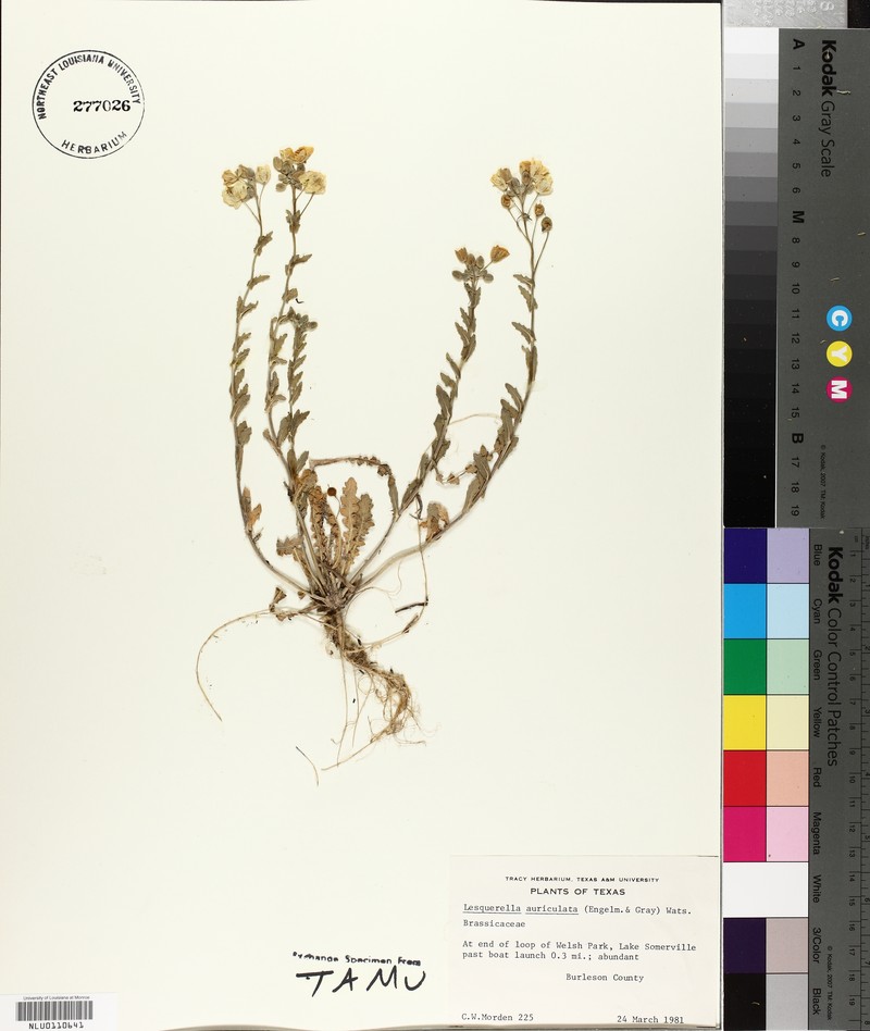 Earleaf Bladderpod photo 4