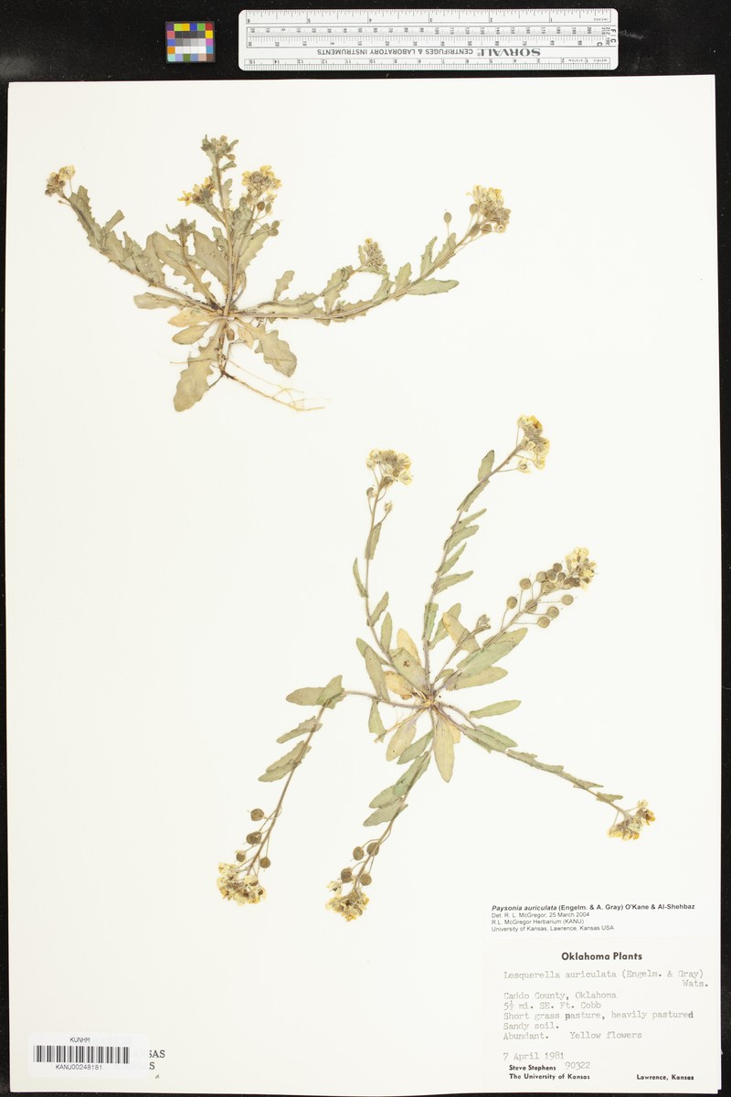 Earleaf Bladderpod photo 5