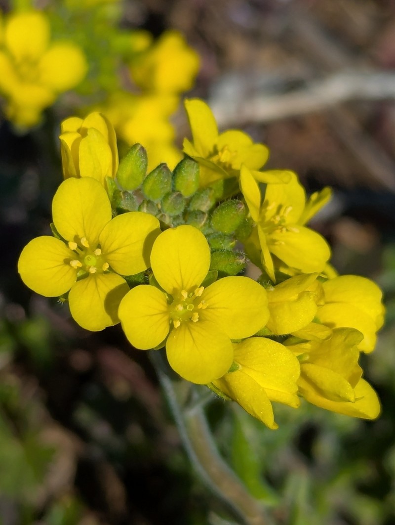 Duck River Bladderpod photo 4