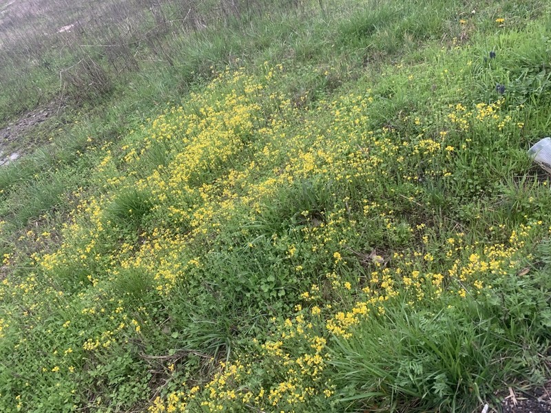 Duck River Bladderpod photo 7