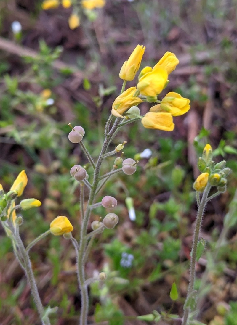 Bladderpod