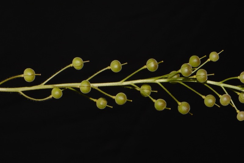 Bladderpod photo 2