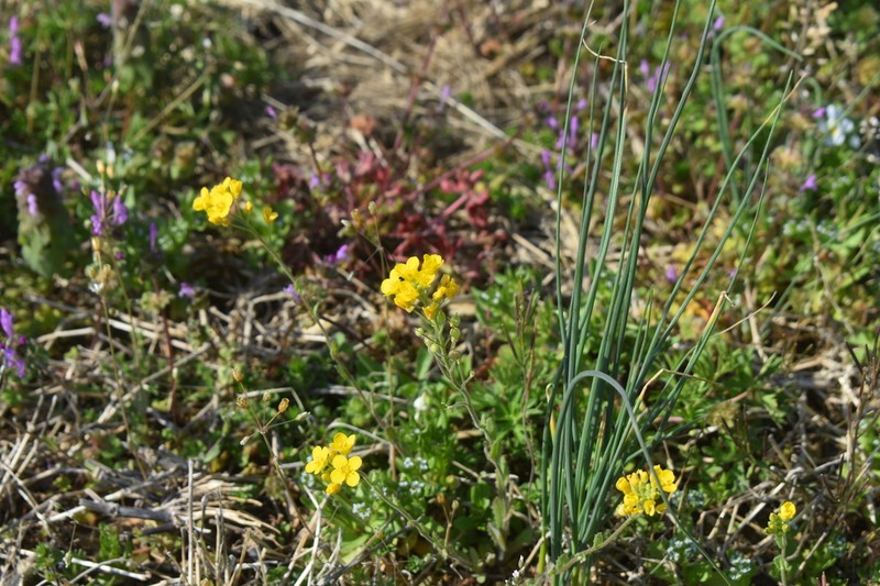 Bladderpod photo 3