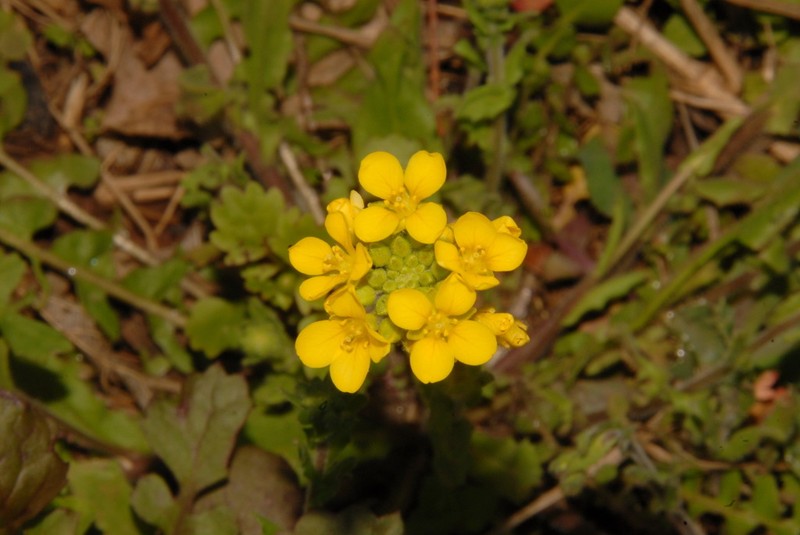 Bladderpod photo 5