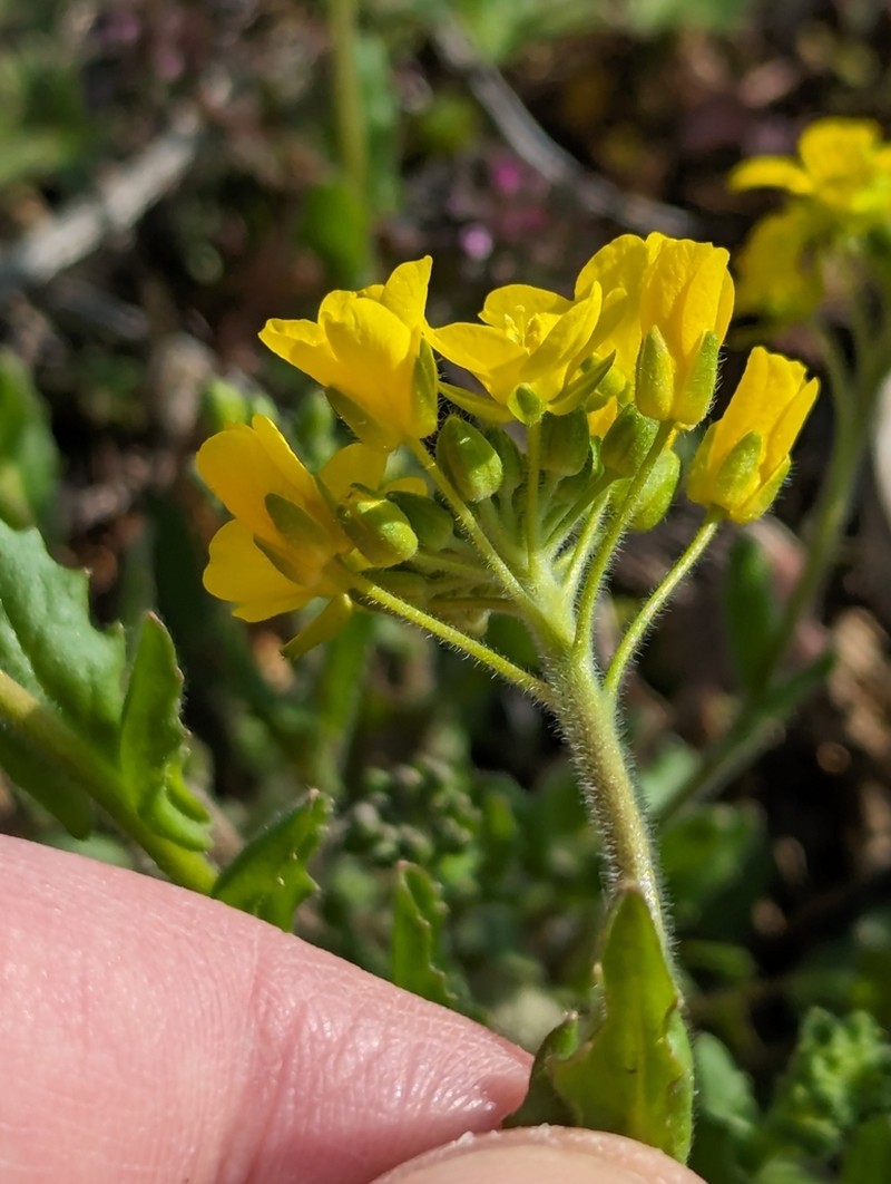 Bladderpod photo 6