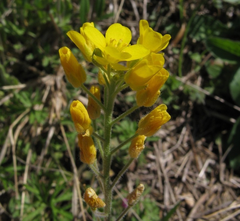 Bladderpod photo 8
