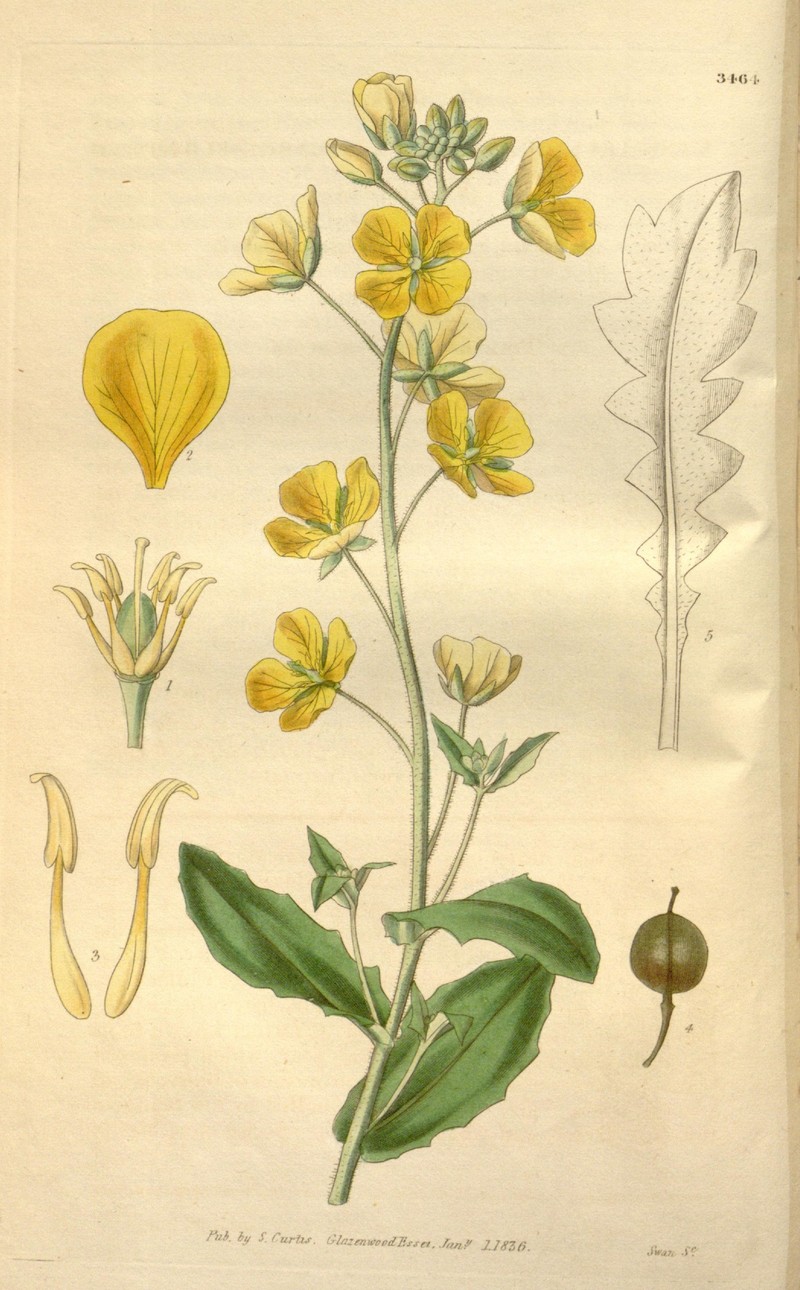 Bigflower Bladderpod