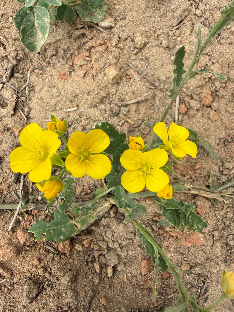 Bigflower Bladderpod