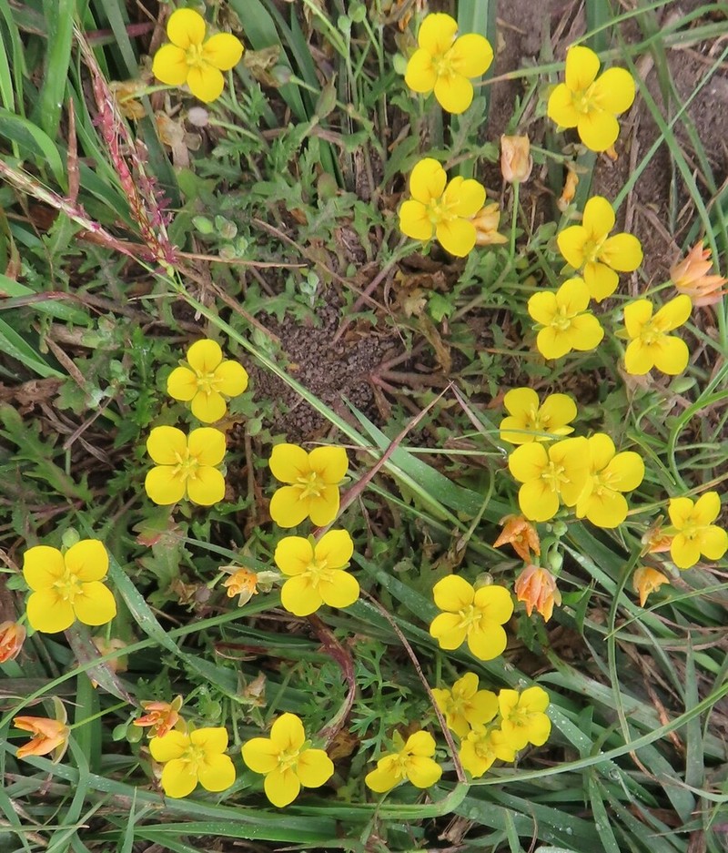 Bigflower Bladderpod photo 2