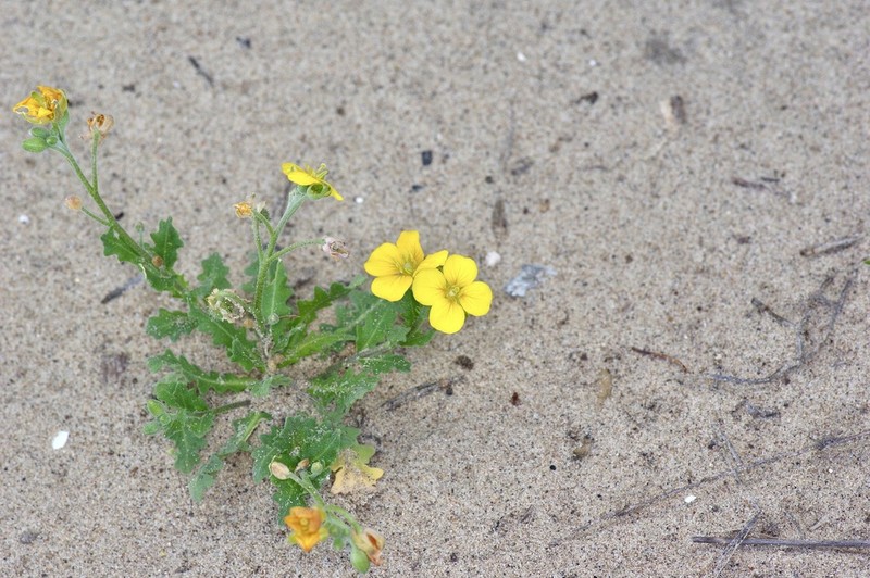 Bigflower Bladderpod photo 3