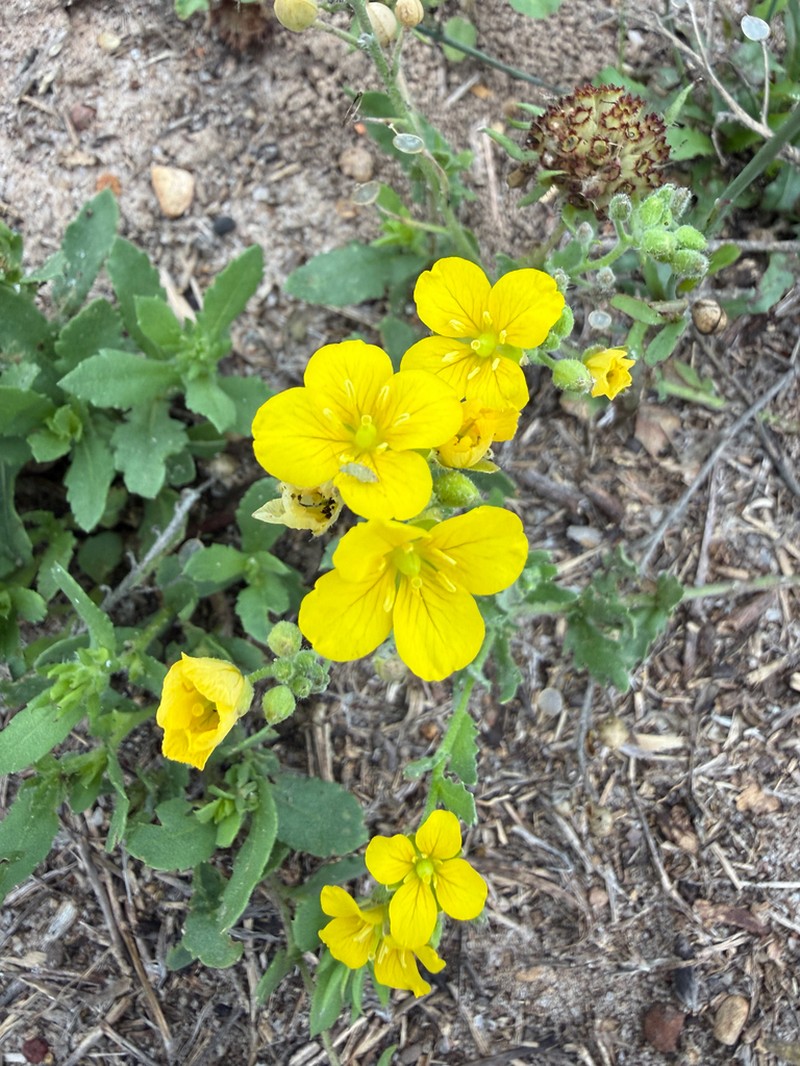 Bigflower Bladderpod photo 4