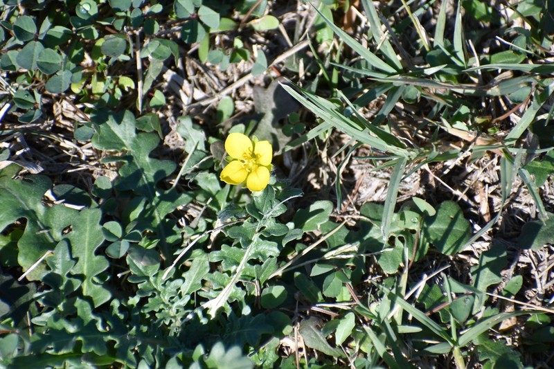 Bigflower Bladderpod photo 5