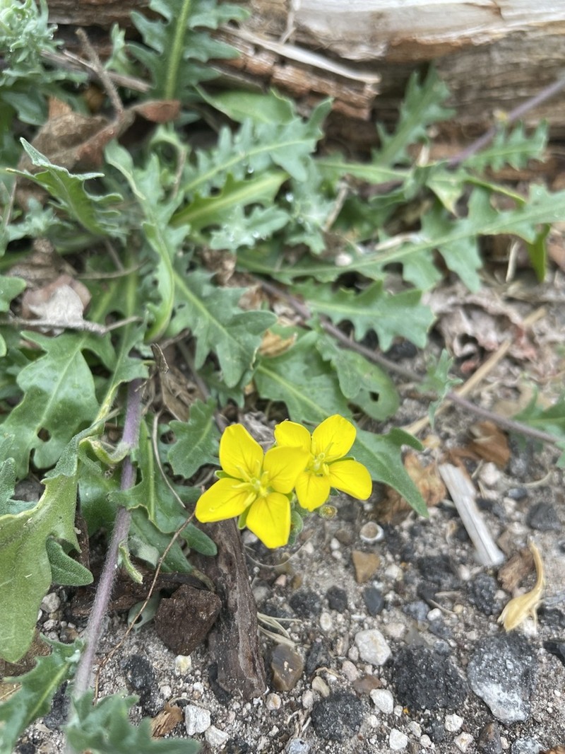 Bigflower Bladderpod photo 6