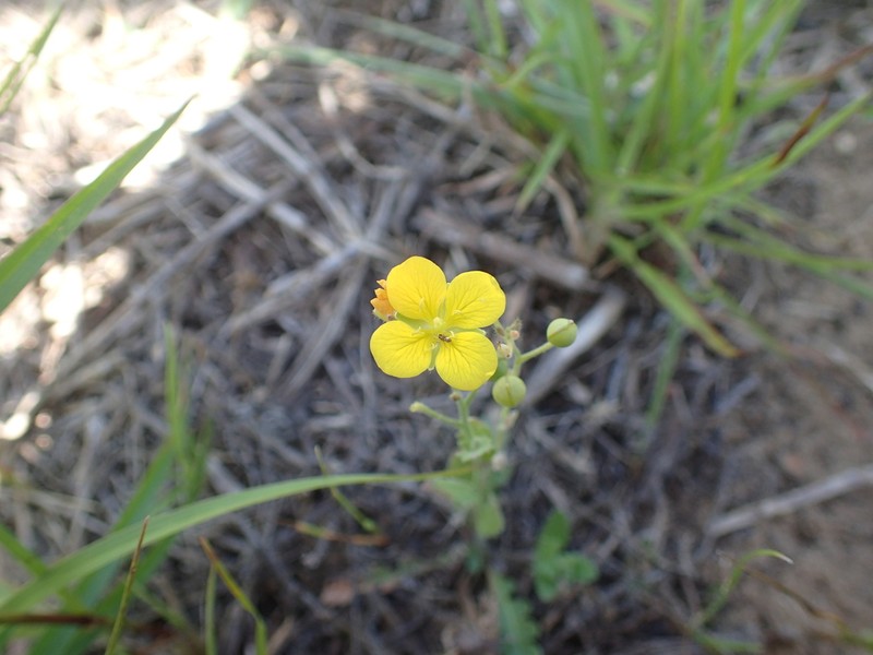 Bigflower Bladderpod photo 7