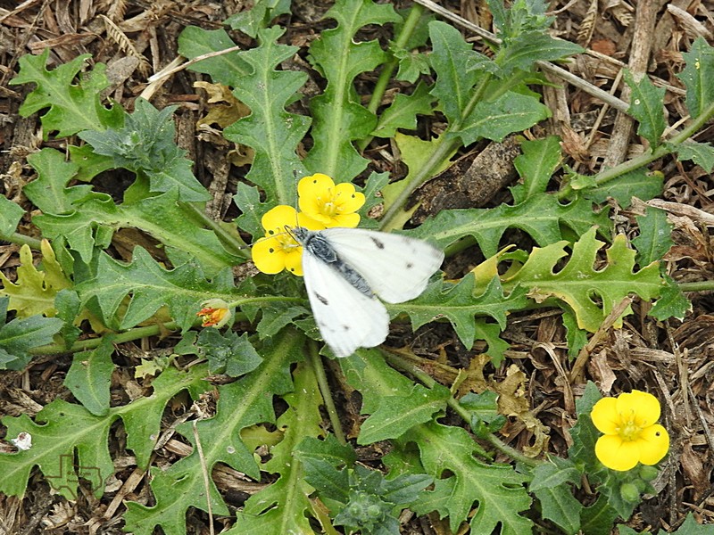 Bigflower Bladderpod photo 8