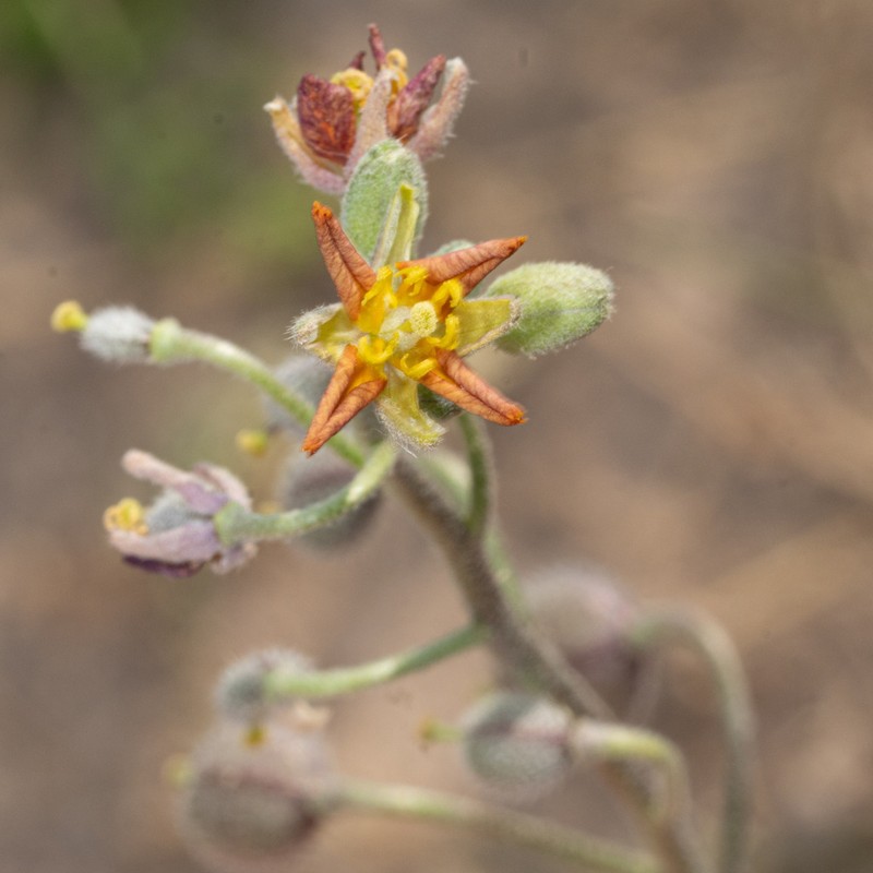 Paysonia lasiocarpa