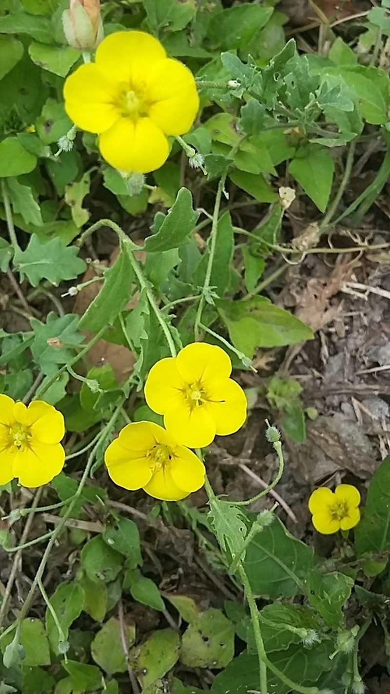 Paysonia lasiocarpa photo 2