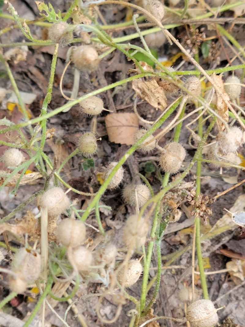 Paysonia lasiocarpa photo 3