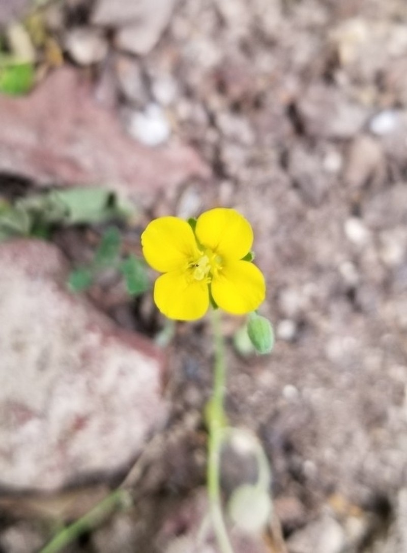 Paysonia lasiocarpa photo 8