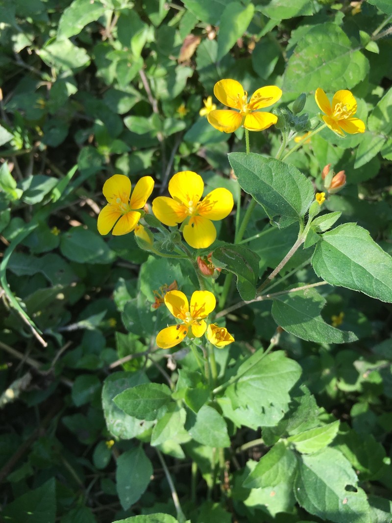 Paysonia lasiocarpa subsp. berlandieri photo 3