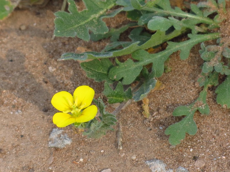 Paysonia lasiocarpa subsp. berlandieri photo 4