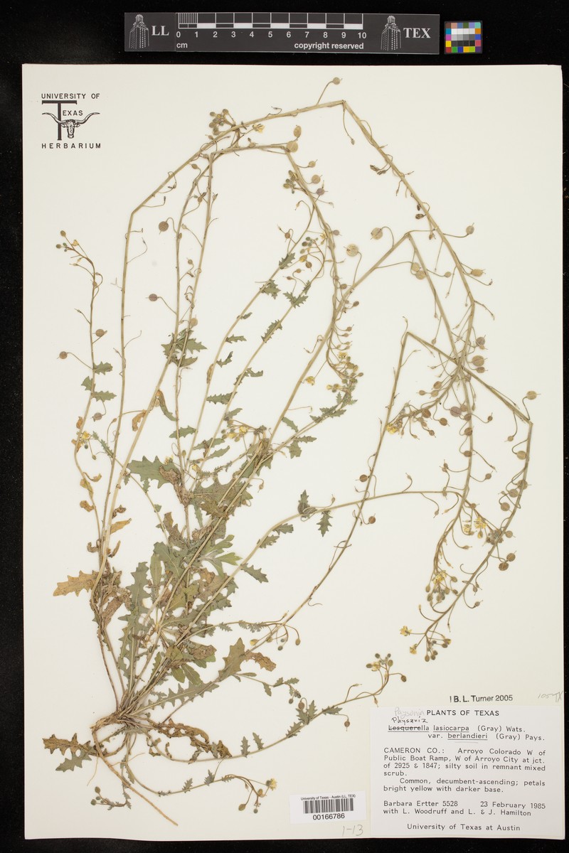 Paysonia lasiocarpa subsp. berlandieri photo 5