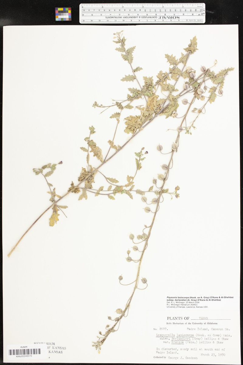 Paysonia lasiocarpa subsp. berlandieri photo 6