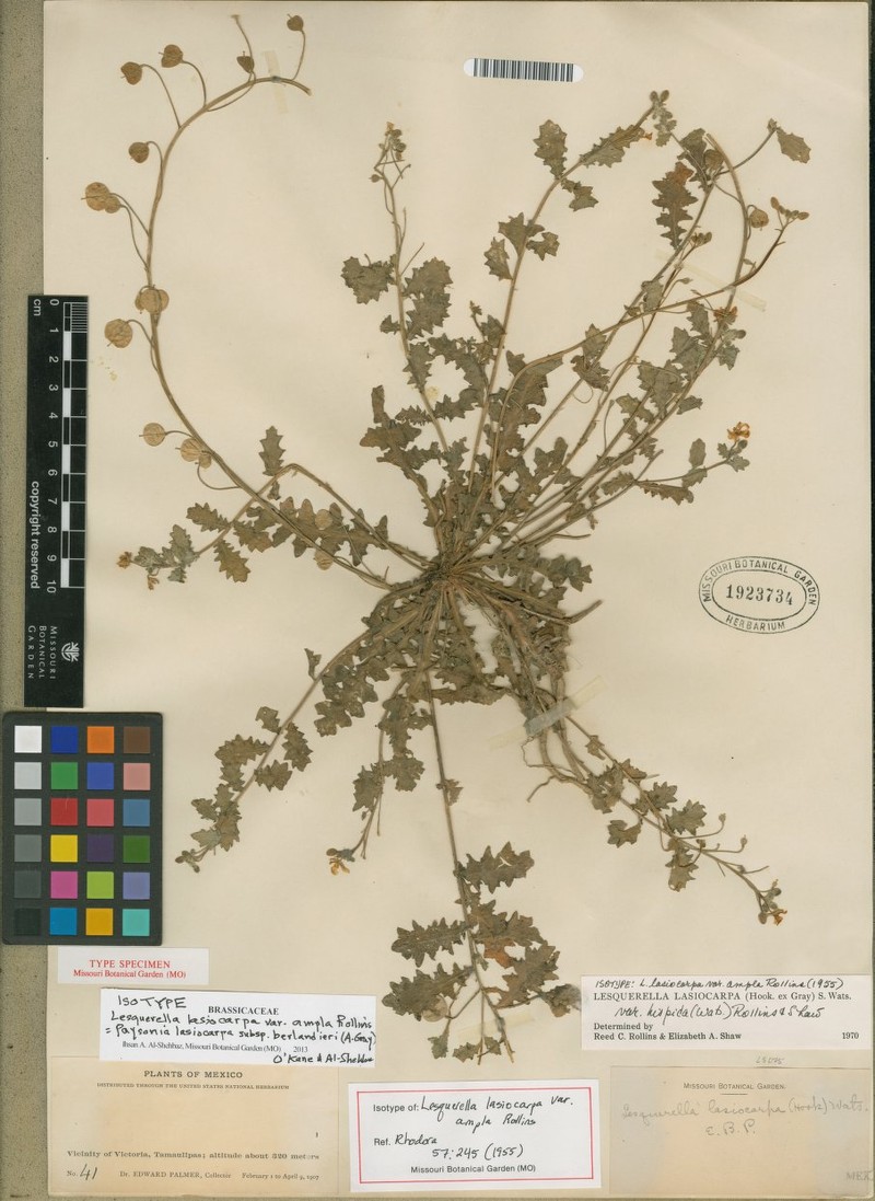 Paysonia lasiocarpa subsp. berlandieri photo 7