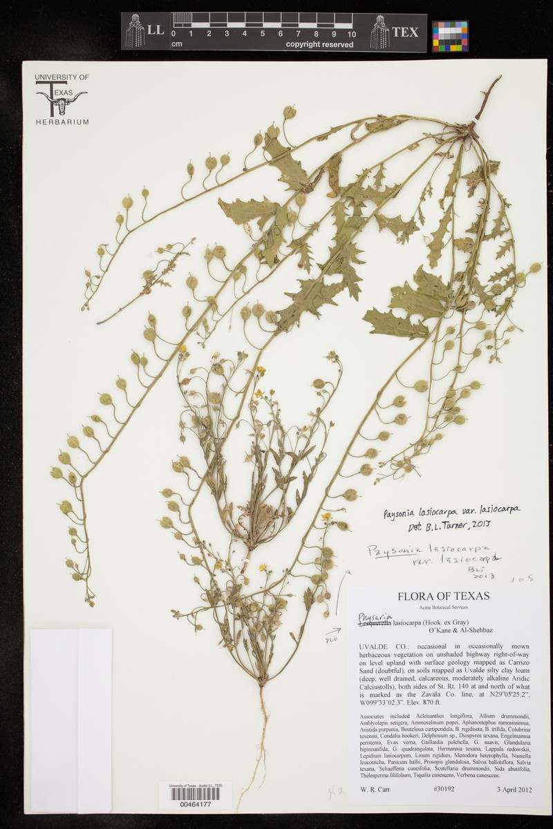 Roughpod Bladderpod