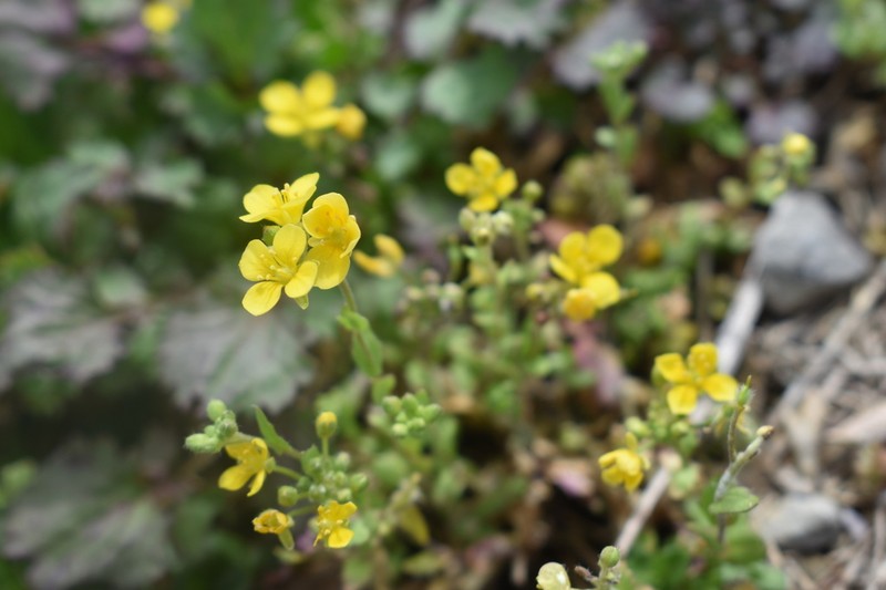Lescur's Bladderpod