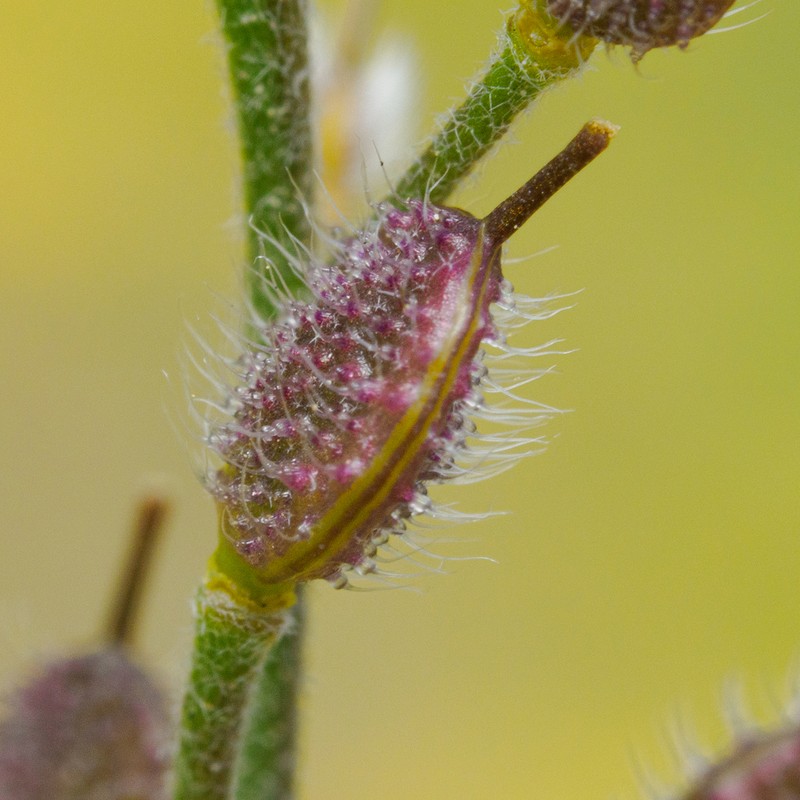 Lescur's Bladderpod photo 2