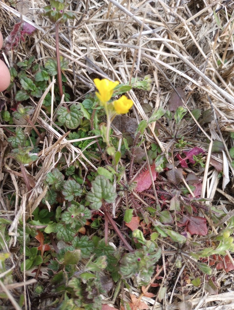 Lescur's Bladderpod photo 3