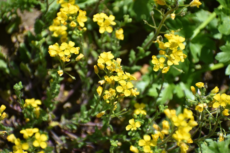 Lescur's Bladderpod photo 4