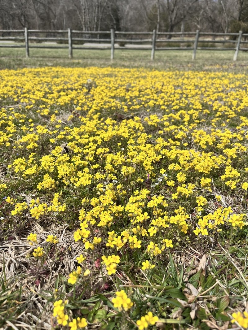 Lescur's Bladderpod photo 5
