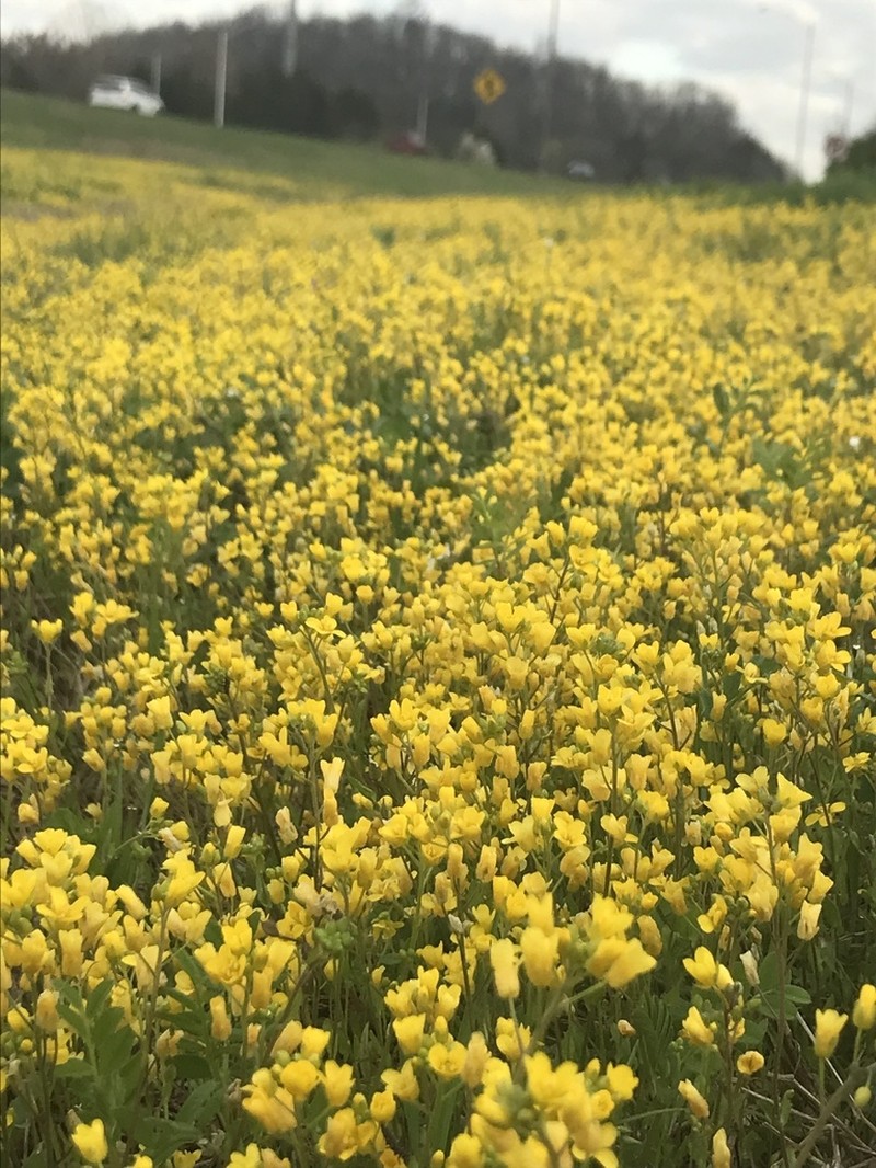 Lescur's Bladderpod photo 6
