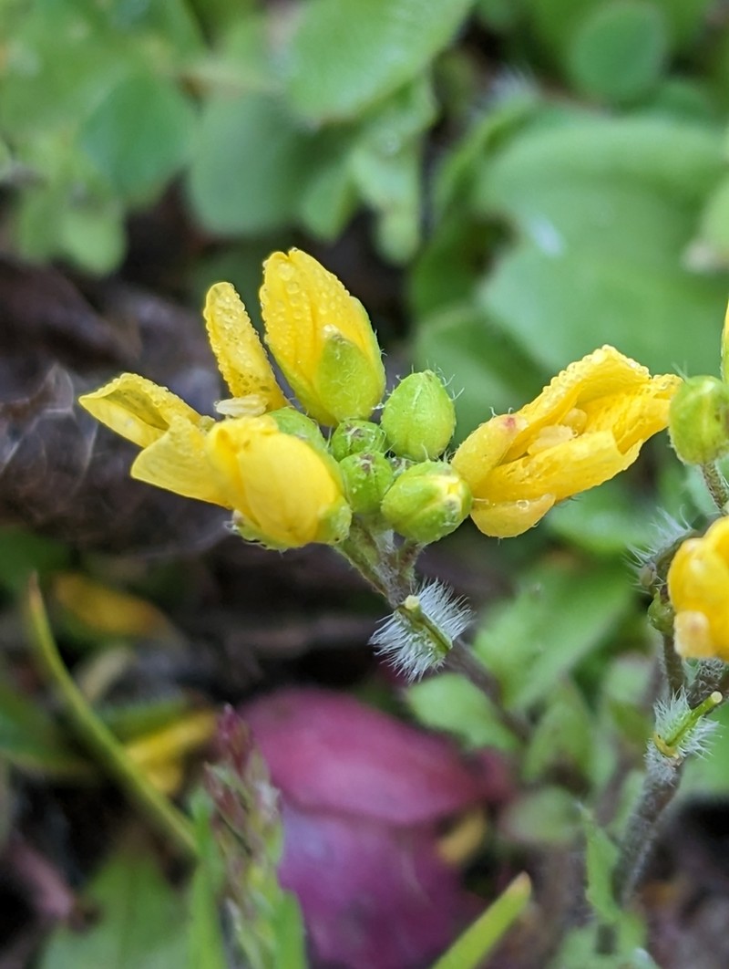 Lescur's Bladderpod photo 7