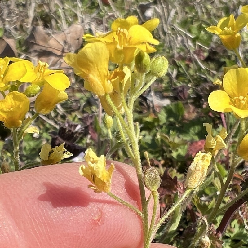 Lescur's Bladderpod photo 8