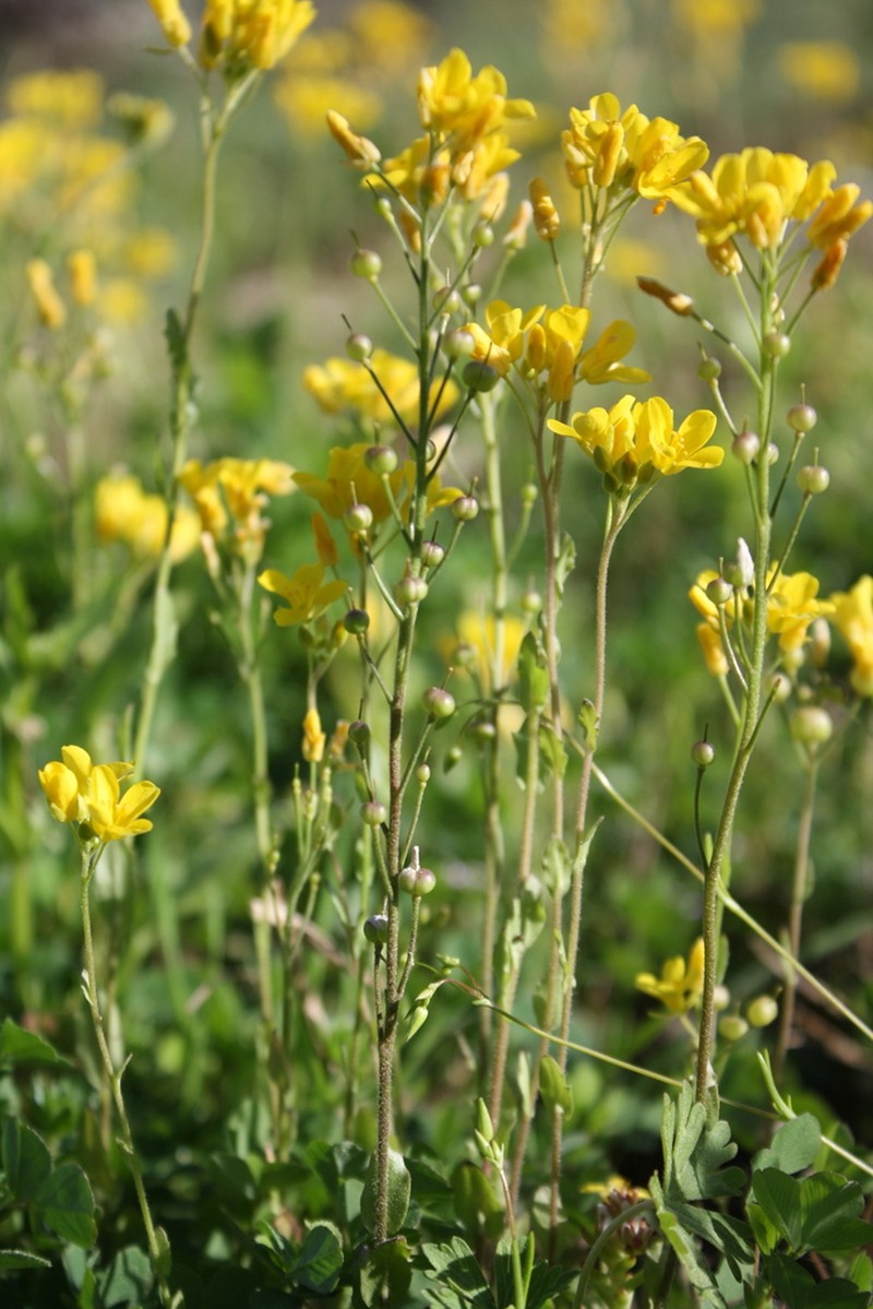 Lyreleaf Bladderpod