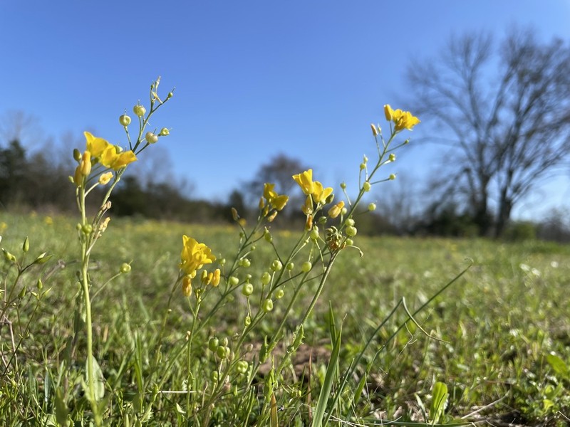Lyreleaf Bladderpod photo 2