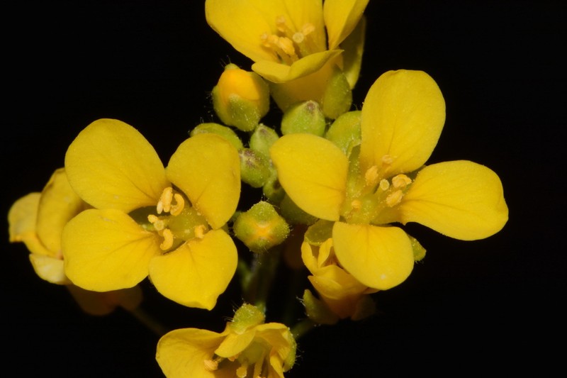 Lyreleaf Bladderpod photo 3