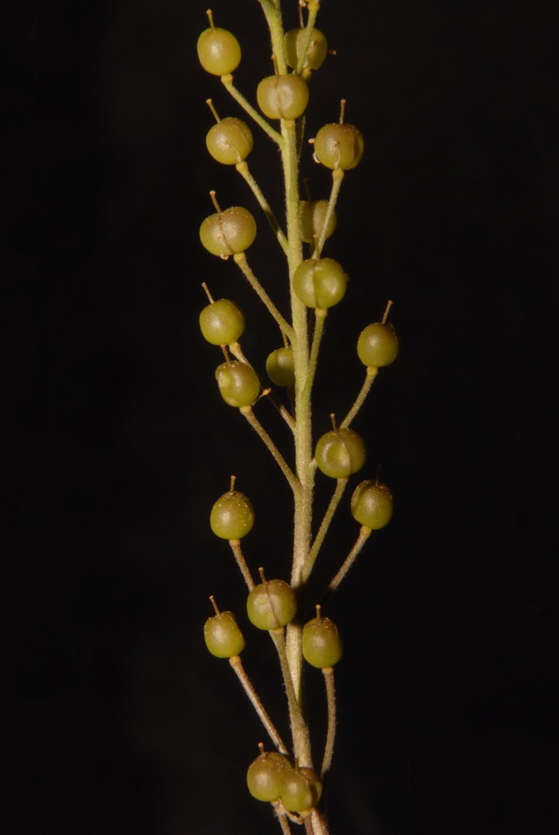 Lyreleaf Bladderpod photo 4